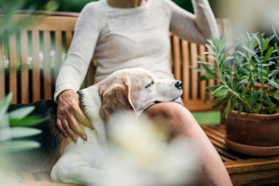 A woman sitting with her elderly dog, a moment that captures the tender process of memorializing a lifelong animal companion.