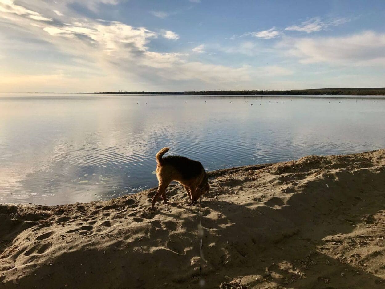 Leon an airedale enjoying the lake, a moment of time celebrating life.