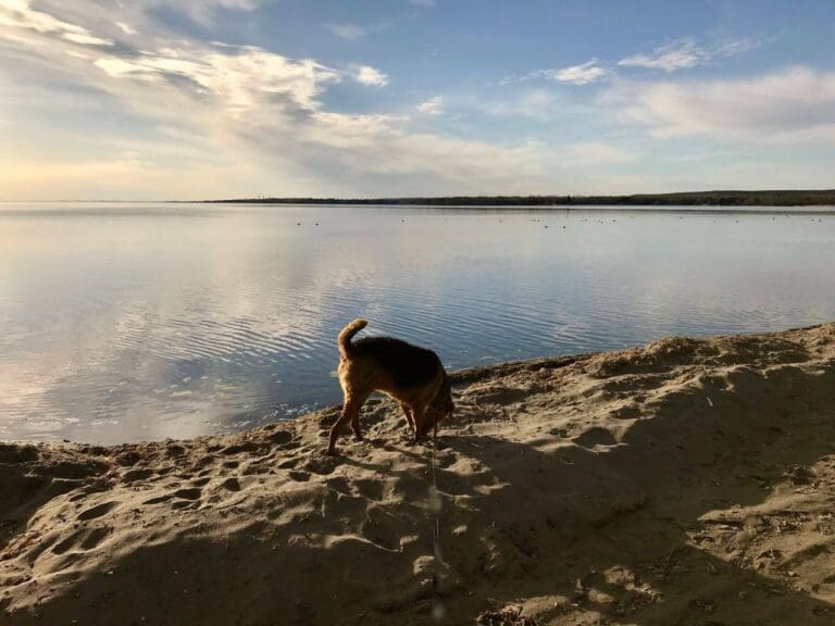 Leon an airedale enjoying the lake, a moment of time celebrating life.