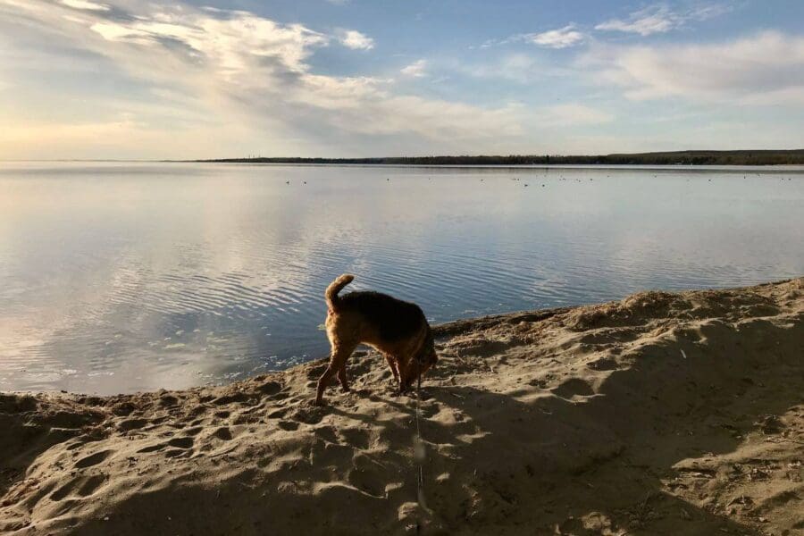 Leon an airedale enjoying the lake, a moment of time celebrating life.