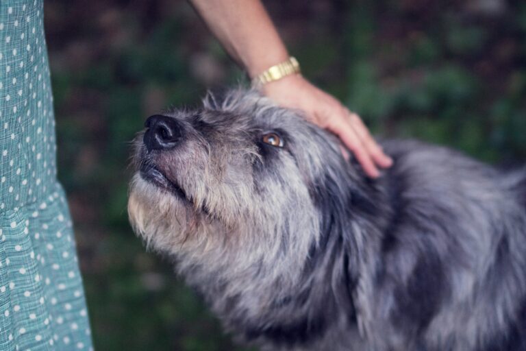 Close-up of a woman's hand gently petting her grey, long-haired dog, capturing a moment of connection and comfort, symbolizing common questions related to pet grief.